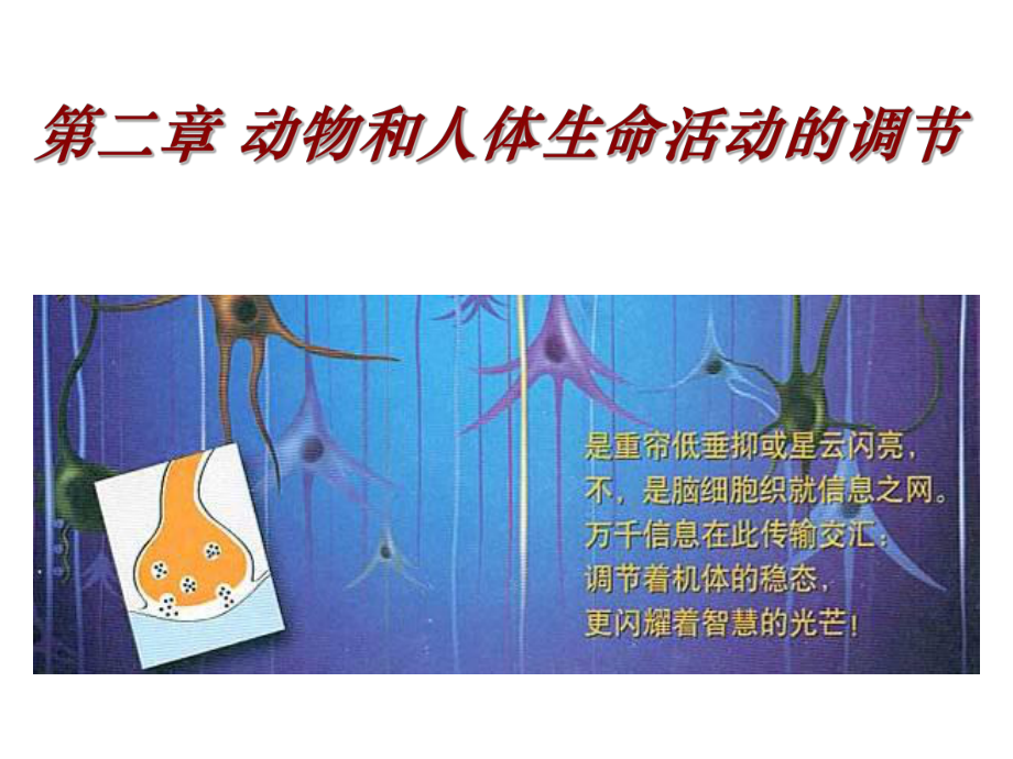 免疫调节课件公开课ppt.ppt_第1页