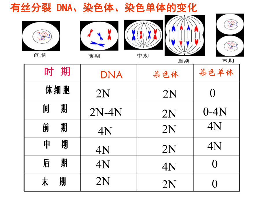 高三生物二轮复习课件减数分裂.pptx_第2页