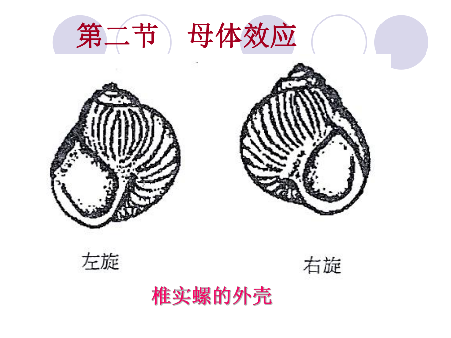 最新动物遗传学 第十章非孟德尔遗传幻灯片.ppt_第2页