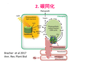 高中生物竞赛初赛——碳同化课件.pptx