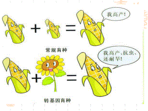 基因工程的应用课件--高二下学期生物人教版选修3.pptx