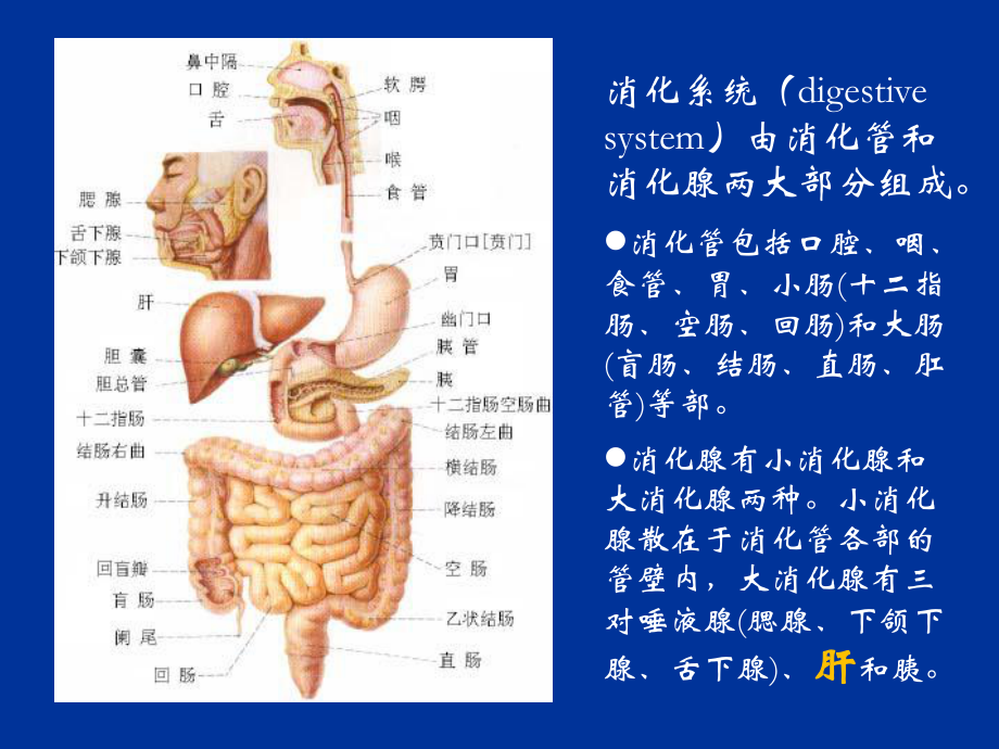 最新十五章消化系统的病理生理学幻灯片.ppt_第2页