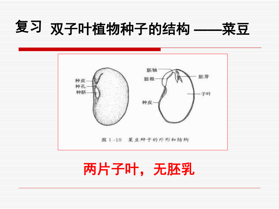 《种子的萌发》课件ppt.ppt_第1页