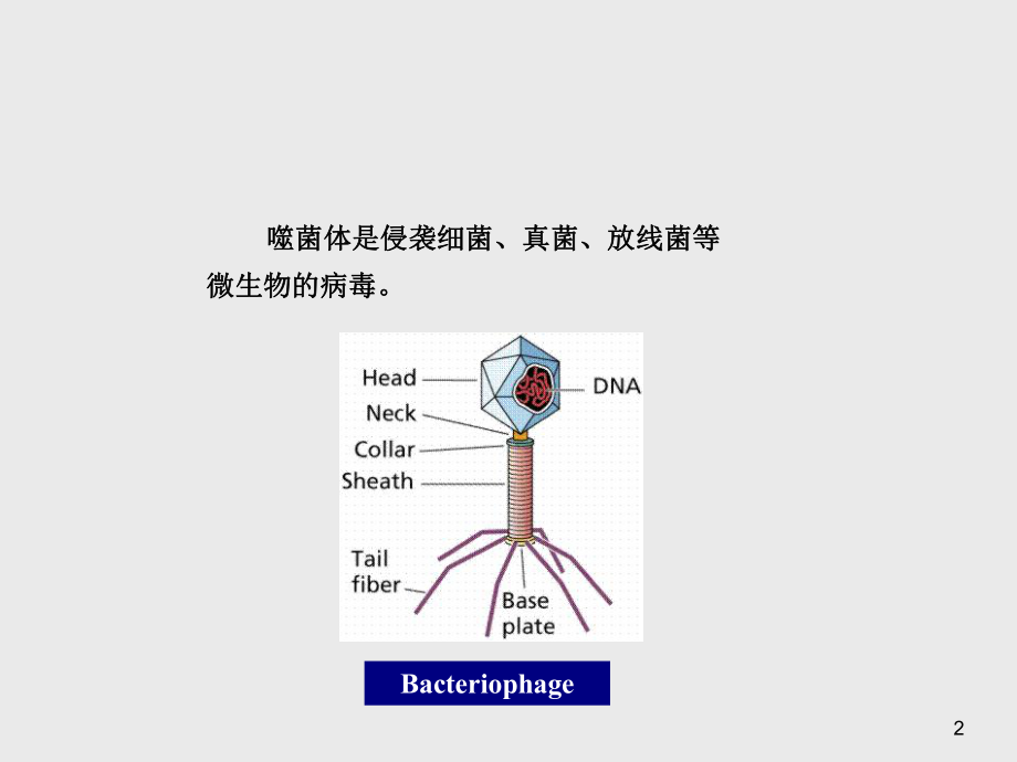 最新医学微生物学第四章 噬菌体精品课件.ppt_第2页