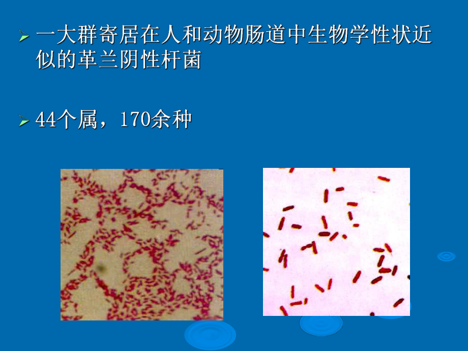 最新医学微生物学 第10章 肠杆菌科精品课件.ppt_第2页