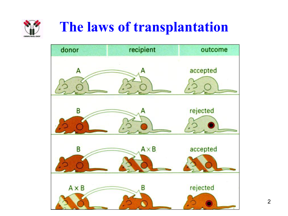 最新医学免疫学-8MHC幻灯片.ppt_第2页