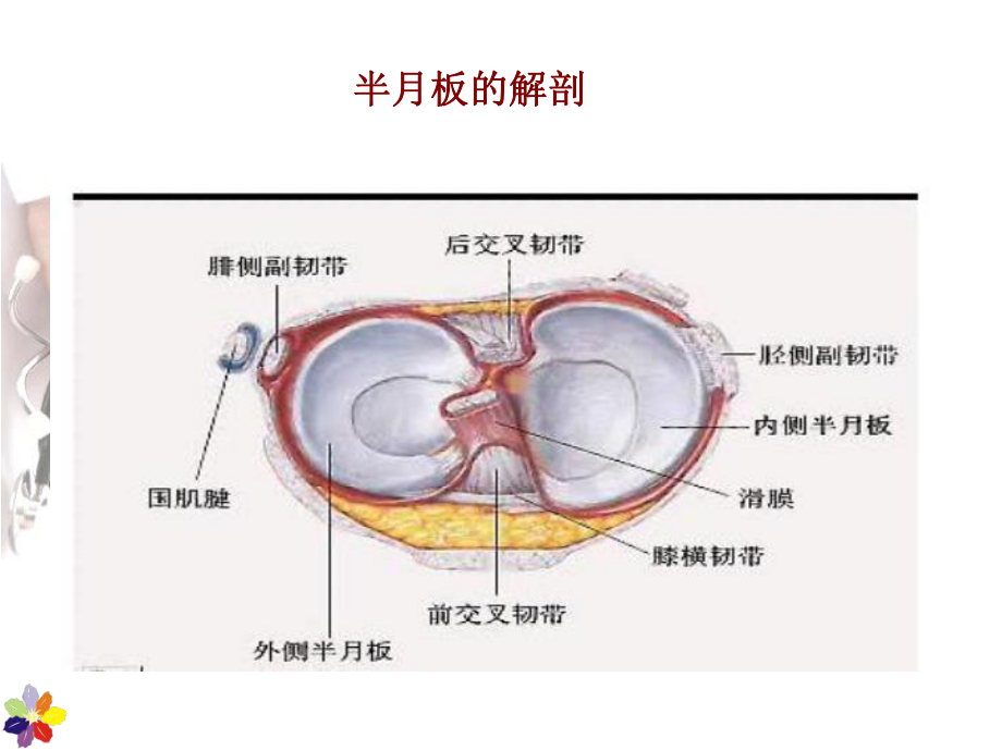 最新半月板损伤ppt课件.ppt_第2页