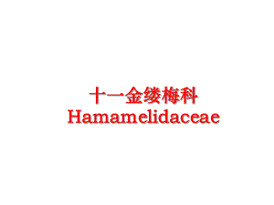 最新十一金缕梅科Hamamelidaceae精品课件.ppt