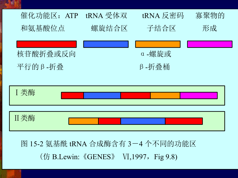 最新十五章蛋白质的合成转运和加工幻灯片.ppt_第2页