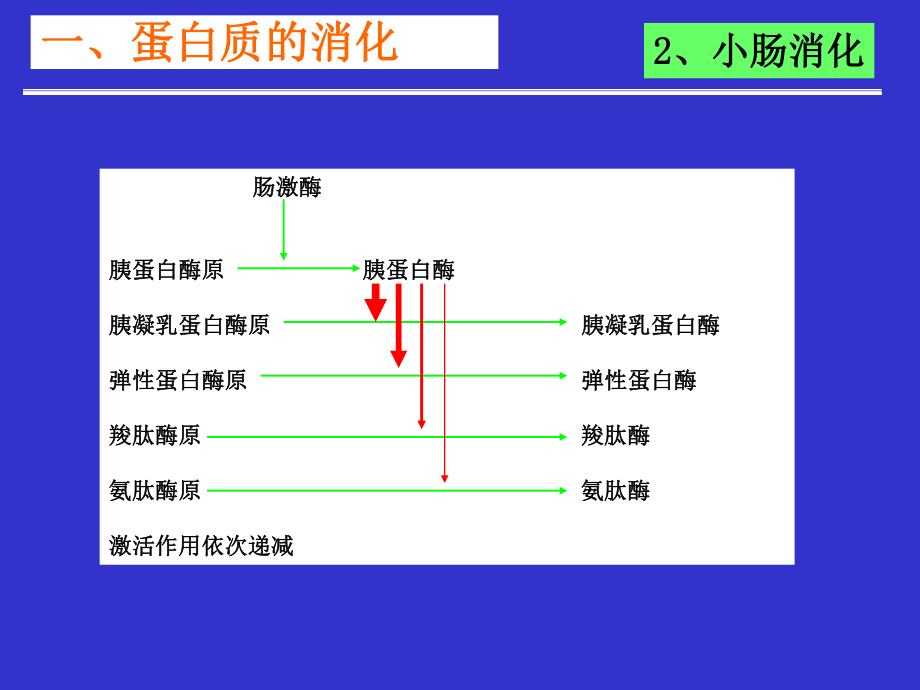 最新十一章节蛋白质降解及氨基酸代谢精品课件.ppt_第2页