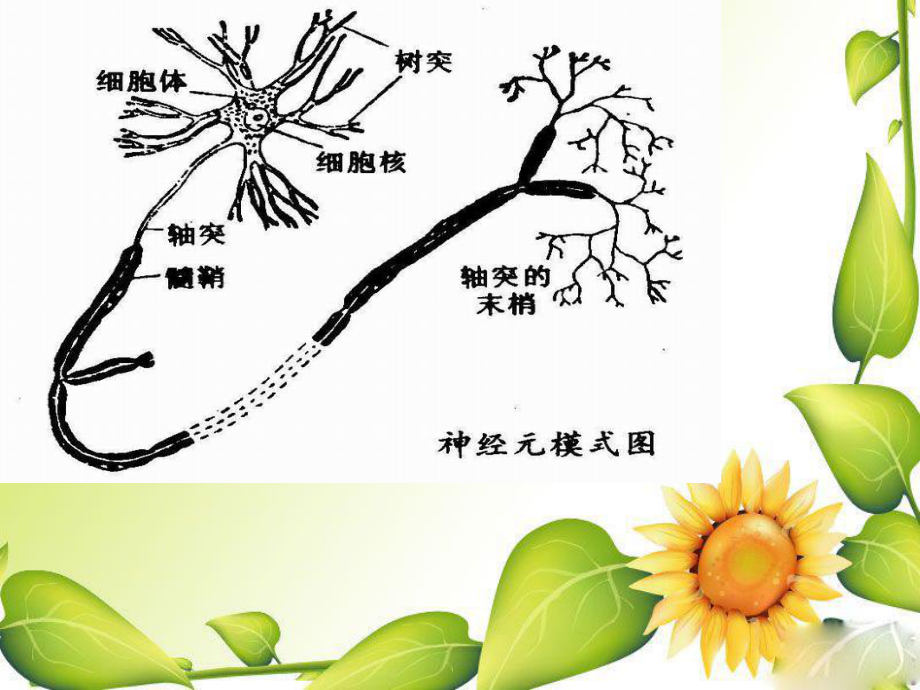 七年级生物非条件反射与条件反射课件人教版ppt.ppt_第2页