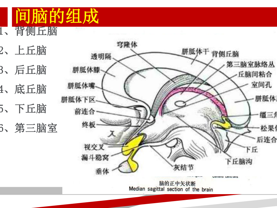 丘脑的神经解剖ppt课件.ppt_第2页