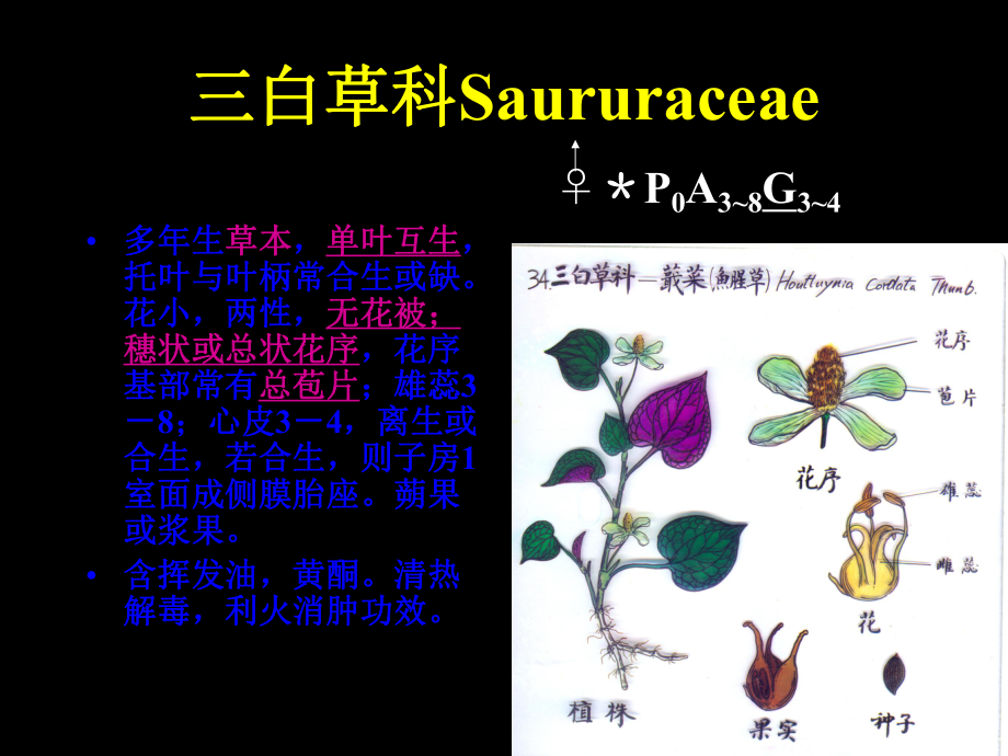 最新双子叶植物纲DicotyledoneaePPT课件.ppt_第2页