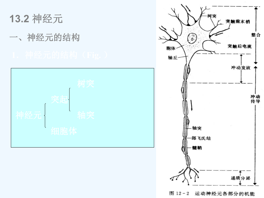 ppt课件动物生理学神经系统的运动机能.ppt_第2页