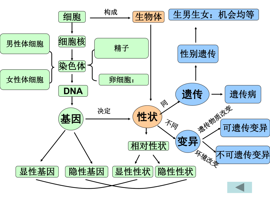 八年级下册第二章生物的遗传和变异复习资料ppt课件.ppt_第2页