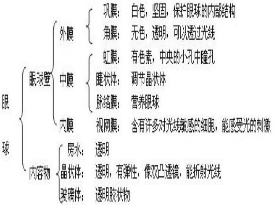 七年级生物下册--眼睛ppt课件.ppt_第2页