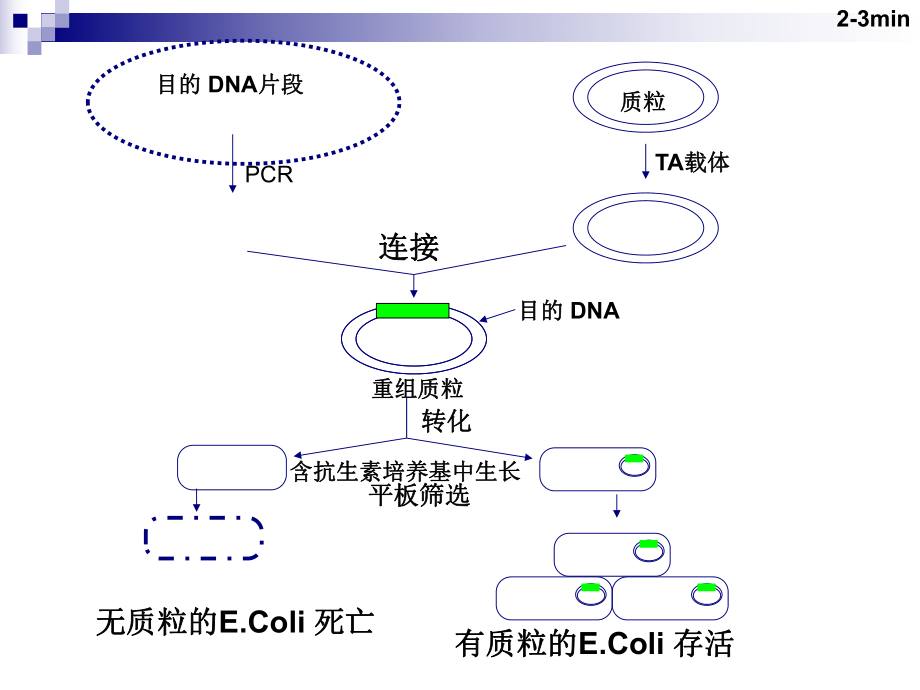 RNA-的提取琼脂糖电泳及RTPCR.ppt_第2页