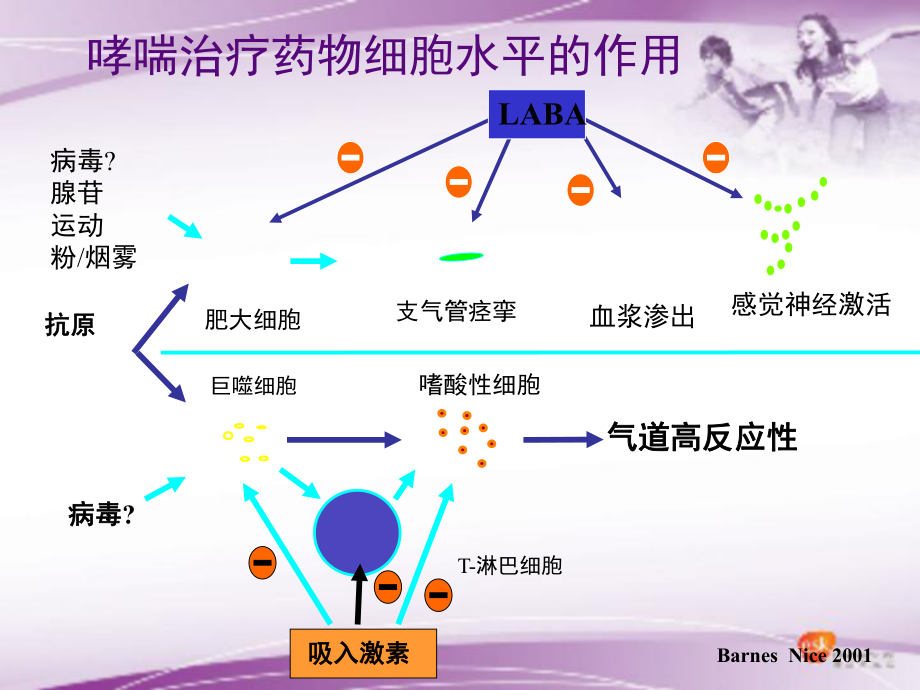 最新哮喘发病参与的细胞图示精品课件.ppt_第2页