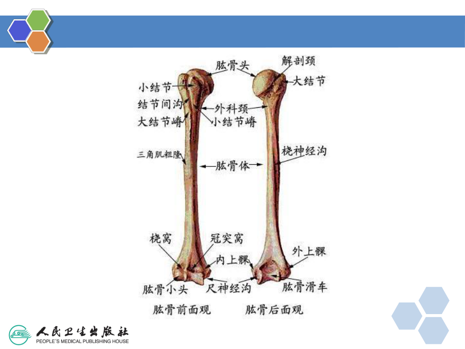 四肢骨折影像诊断ppt课件.ppt_第2页