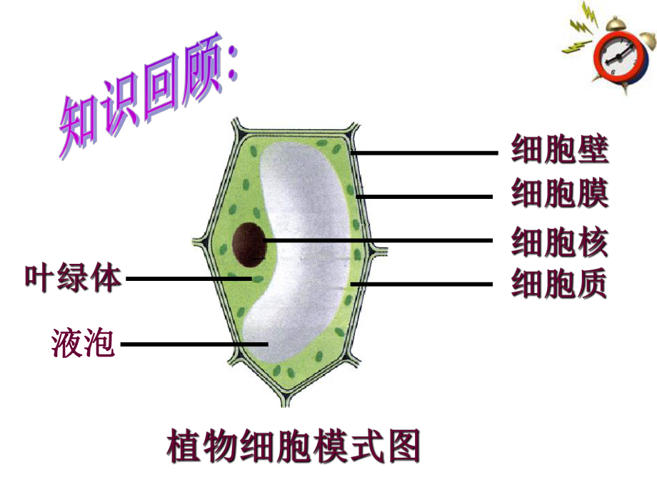 最新四节细胞生活ppt课件.ppt_第2页