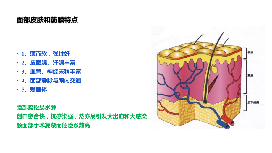 头颈部肌肉结构局部解剖ppt课件.pptx_第2页