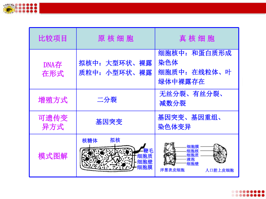 原核细胞和真核细胞的区别ppt课件.ppt_第2页