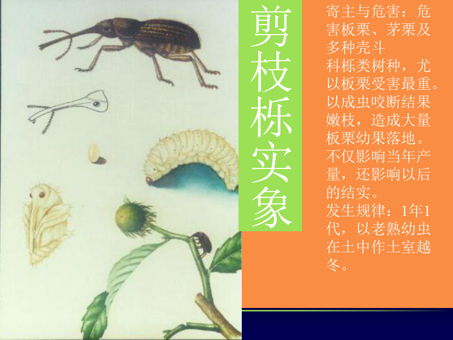 最新园林植物常见病虫害PPT课件.ppt_第2页