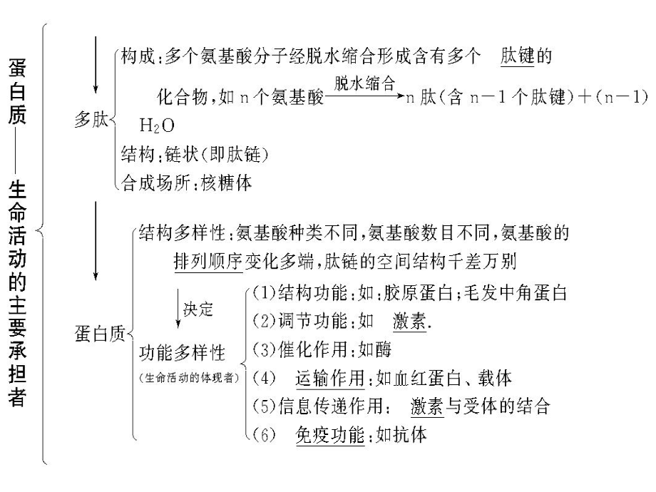 生命活动的主要承担者——蛋白质（必修1）.ppt_第2页