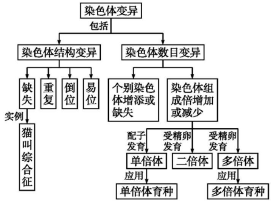 一轮复习染色体变异与育种ppt课件.ppt_第1页