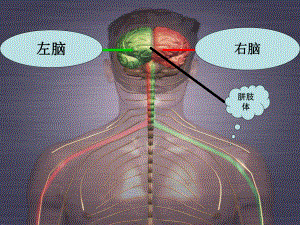 右脑开发试听课ppt课件.ppt