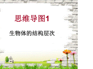 生物体结构层次思维导图ppt课件.ppt