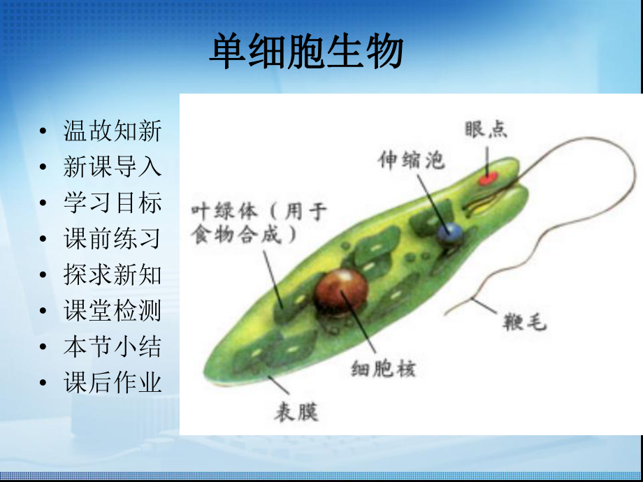 《单细胞生物》教学课件(完整).ppt_第2页