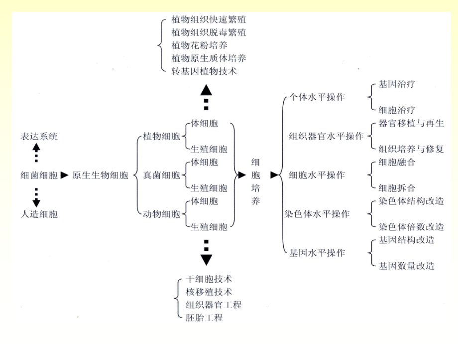 xb四、植物组织与细胞培养.ppt_第2页