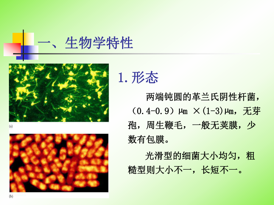 最新复件微生物检测-第5章2精品课件.ppt_第2页