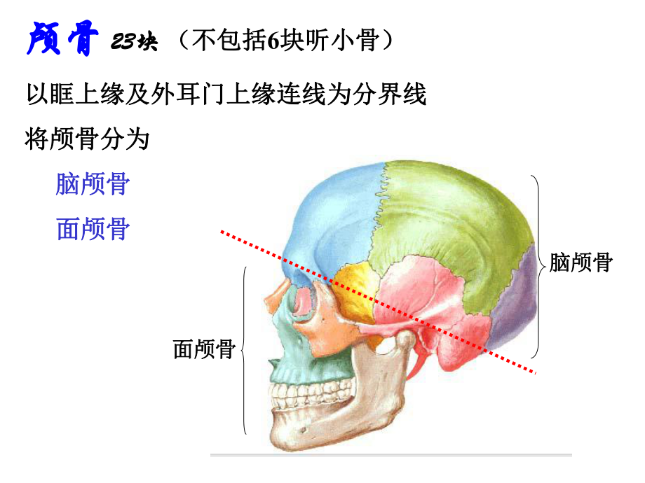 《人体解剖学》--颅骨-(1).ppt_第2页