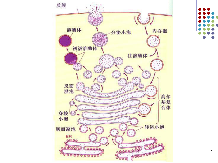 [细胞生物学]溶酶体过氧化物酶体详解.ppt_第2页