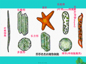 最新七年级生物上册 2_3_2 人和动物细胞结构与功能课件 （新版苏教版(共36张ppt课件).pptx