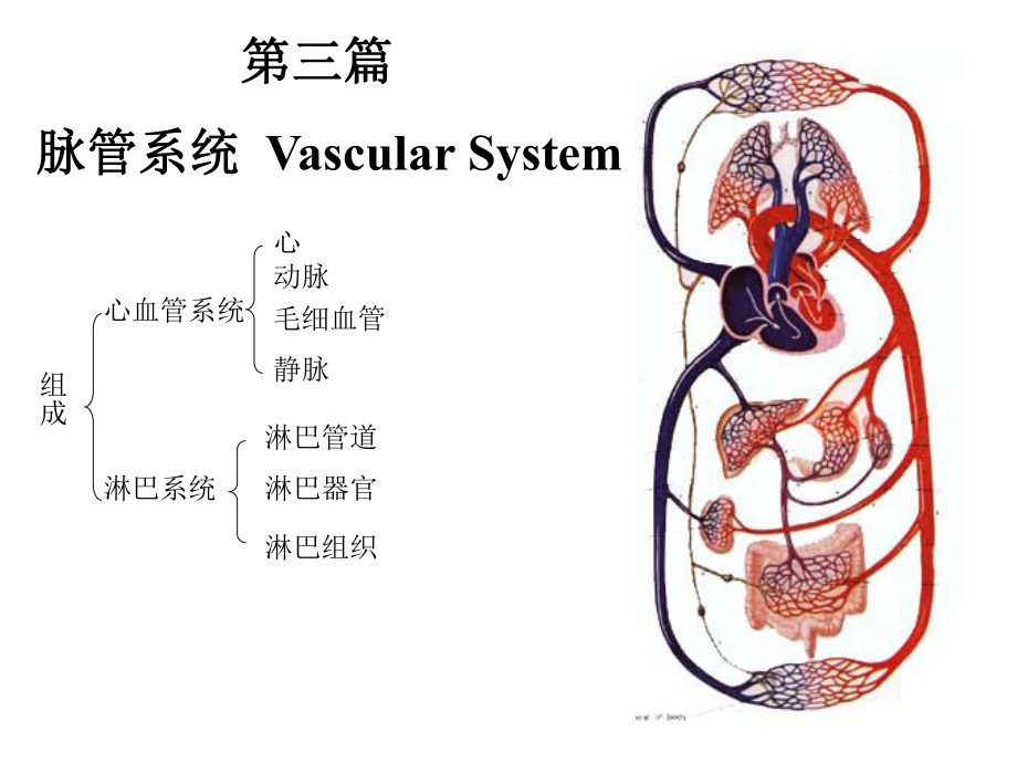 人体解剖学ppt课件.ppt_第2页