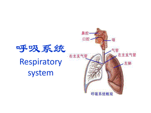 人体解剖学--呼吸系统ppt课件.pptx