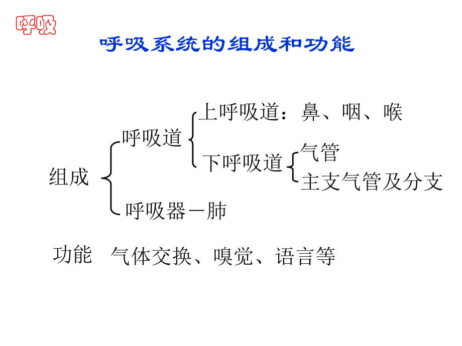 人体解剖学--呼吸系统ppt课件.pptx_第2页