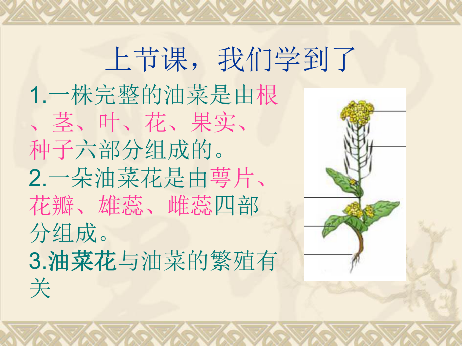 四年级下科学《各种各样的花》ppt课件.ppt_第2页