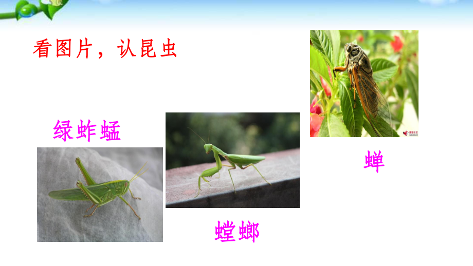 《昆虫记》读书分享会.ppt_第2页