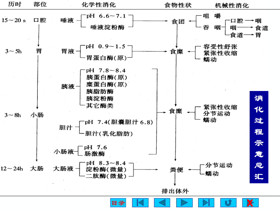 最新大学医学院生理版课件消化PPT课件.ppt_第2页