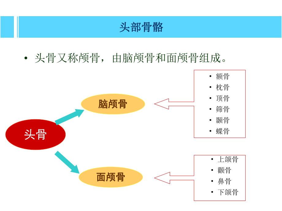 艺用人体解剖学-头部躯干ppt课件.ppt_第2页