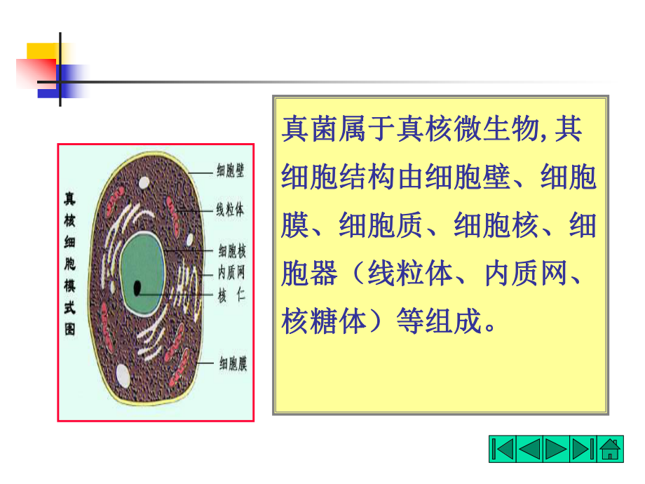 微生物的形态和构造ppt课件.ppt_第2页