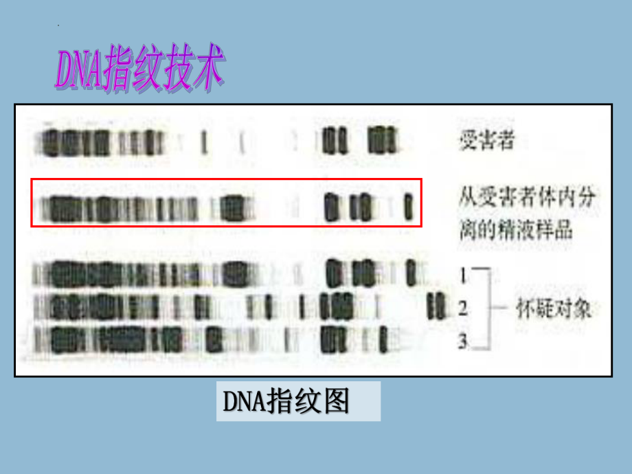 第3节遗传信息的携带者——核酸--高一生物人教版必修2.pptx_第1页