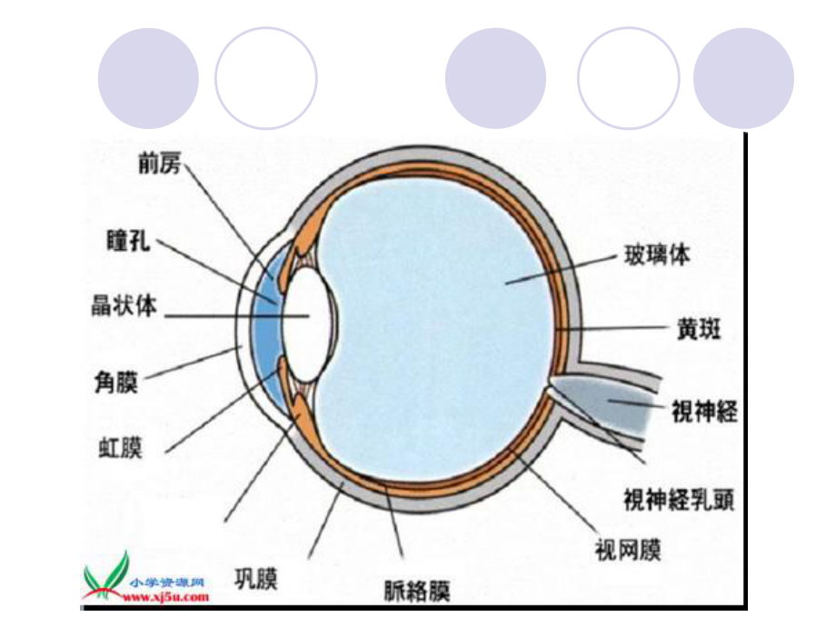 《永生的眼睛》课件PPT.ppt_第2页