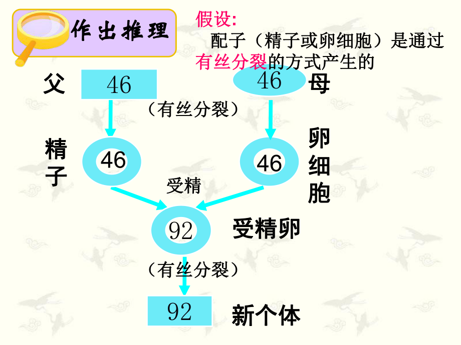 2.1减数分裂和受精作用课件--高一下学期生物人教版必修2.pptx_第2页