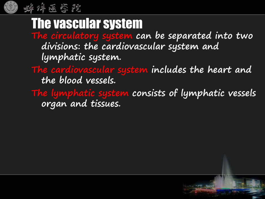 《系统解剖学》课件15.ppt_第2页