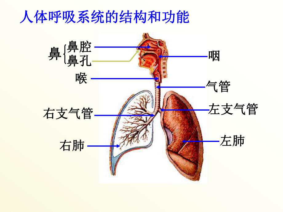 生物的呼吸和呼吸作用一ppt课件.ppt_第2页